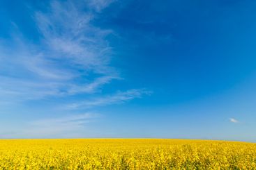 Blooming field of rapeseed