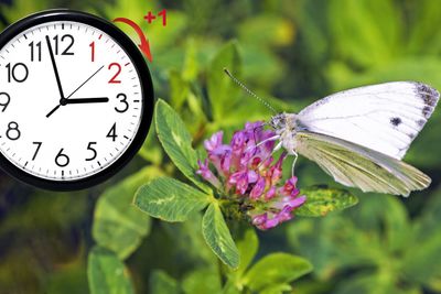 Daylight Saving Time. DST. Wall Clock going to winter...