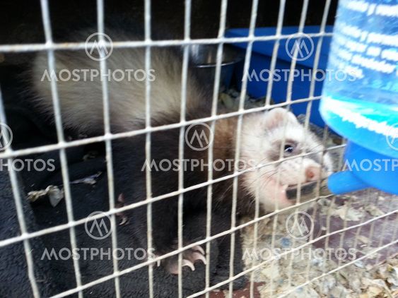 Polecat drinking water