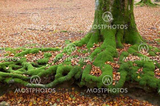 Beech in Gorbea, Alava, Spain