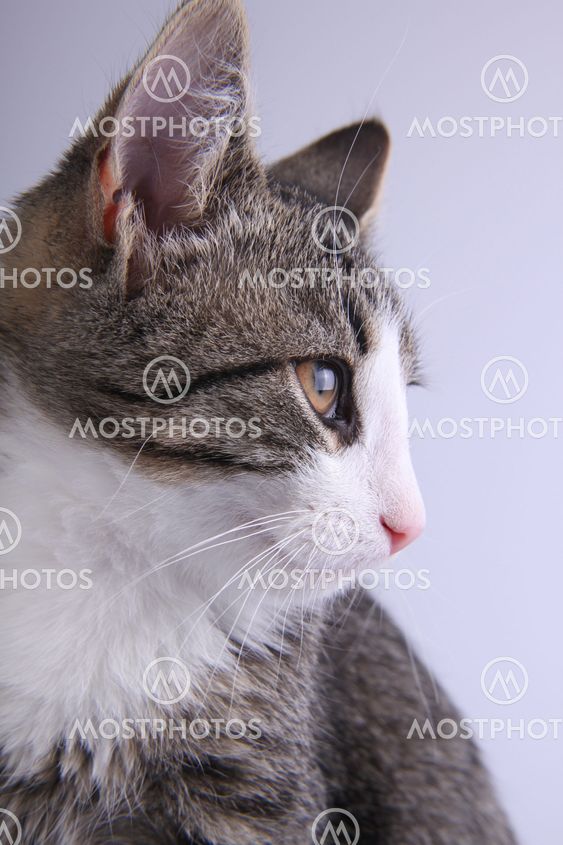 Marked eye kitten