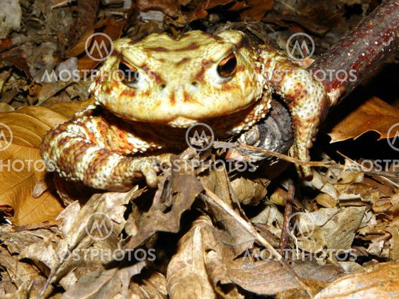 Toad