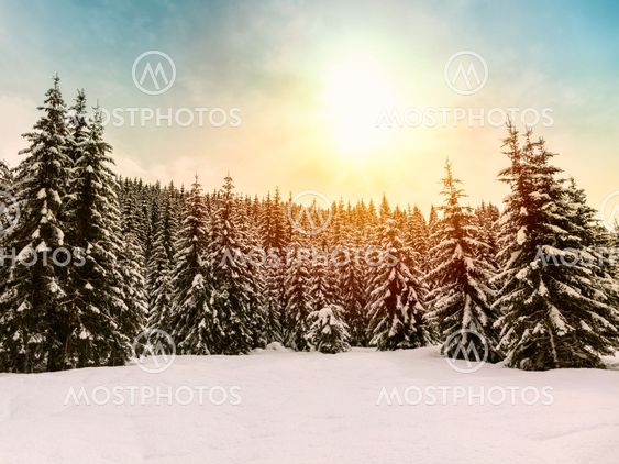 Beautiful sunset in winter forest