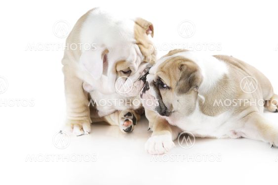 Cute english bulldog puppies isolated
