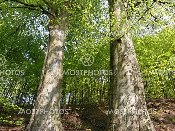 Two big beech trees