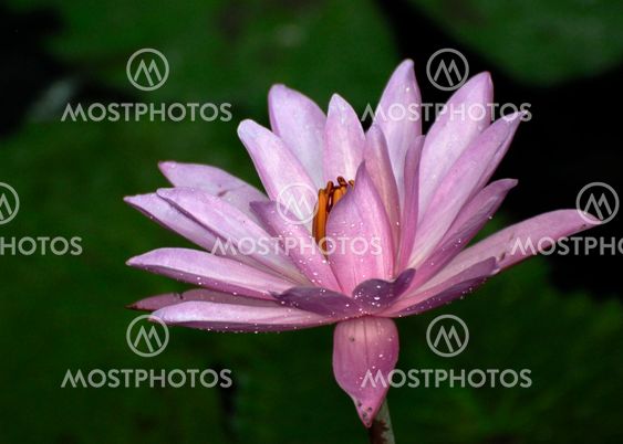 the lotus