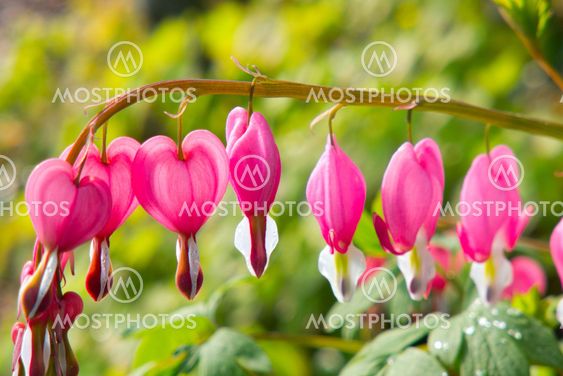Lamprocapnos spectabilis