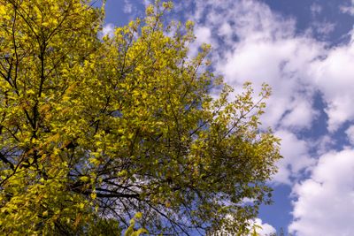 oak foliage and flowers in the spring season