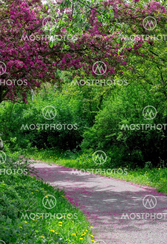 A road in a spring park