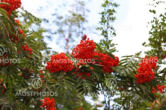 A closeup of mountain ash berries