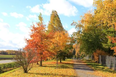 Colorful Autumn Path