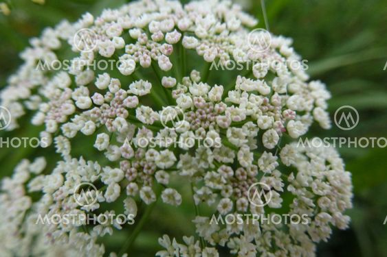 Meadow Parsley close-up