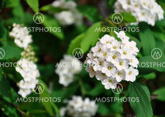Tiny White Flowers