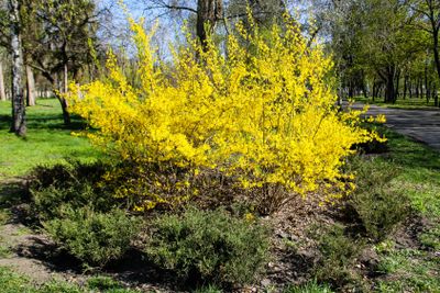 Yellow forsythia bush in a park