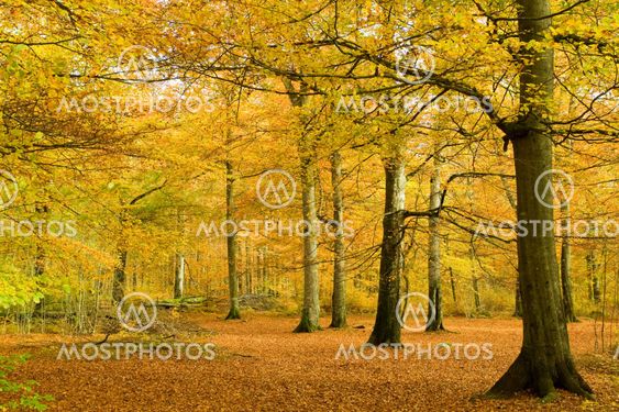 Beech forest