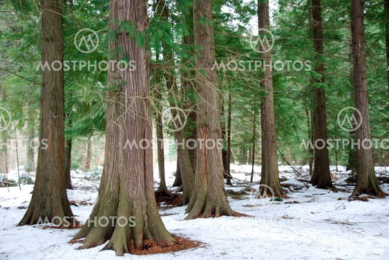 Thuja forest