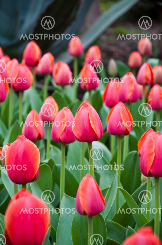 tulip in flower field