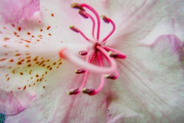 Beautiful pink rhododendron flowers in bloom