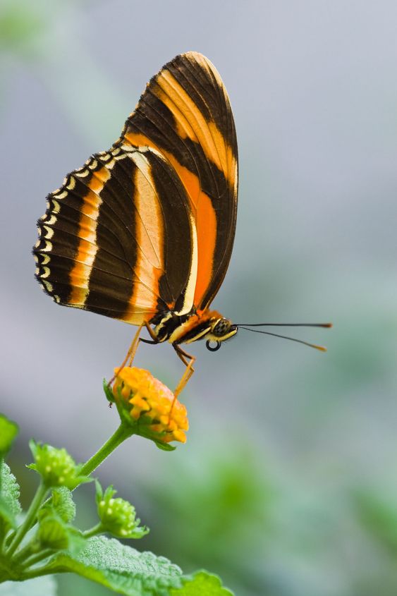 Banded Orange Tiger butterfly