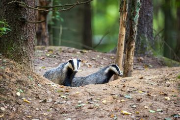 European Badger couple(Meles meles) in fall evening