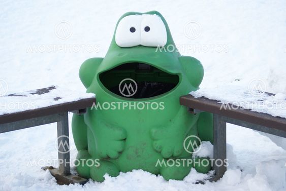 Wide Mouth Frog