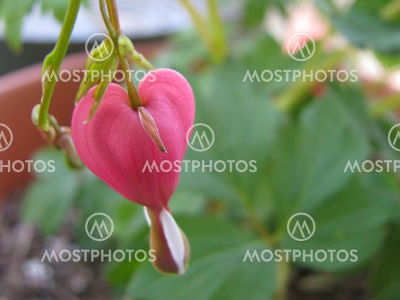 bleeding heart