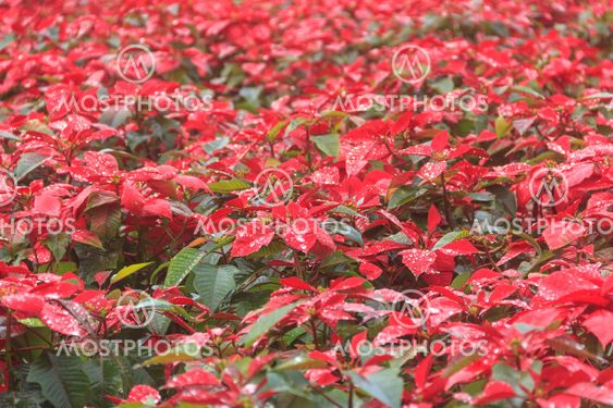 red poinsettia garden