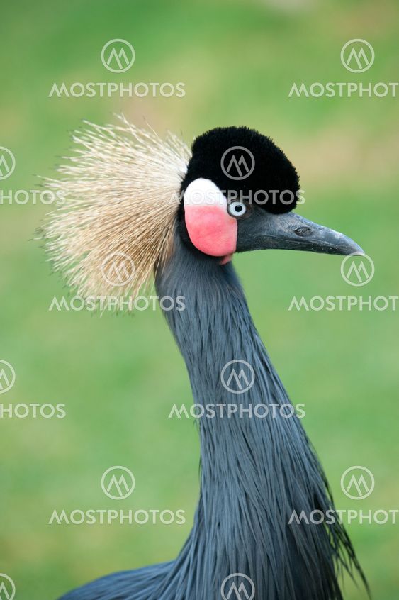 Grey Crowned Crane