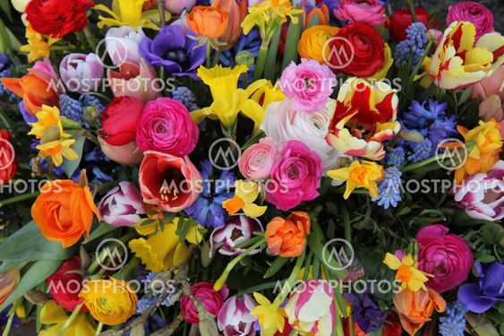 Spring flowers in bright colors