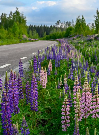 lupiner i dike vid väg