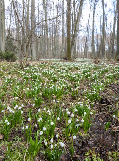 early spring forest with spring snowflake, Vysocina,...