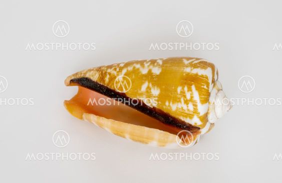 seashell on a light background, macro photo