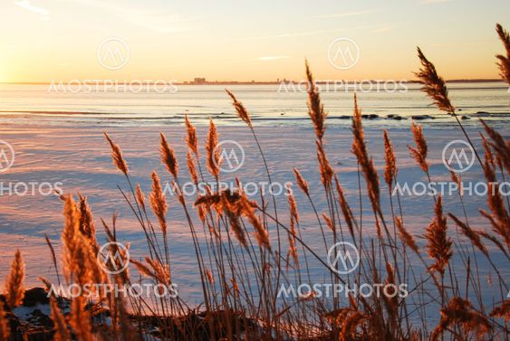 Fluffy reed flowers at sunset