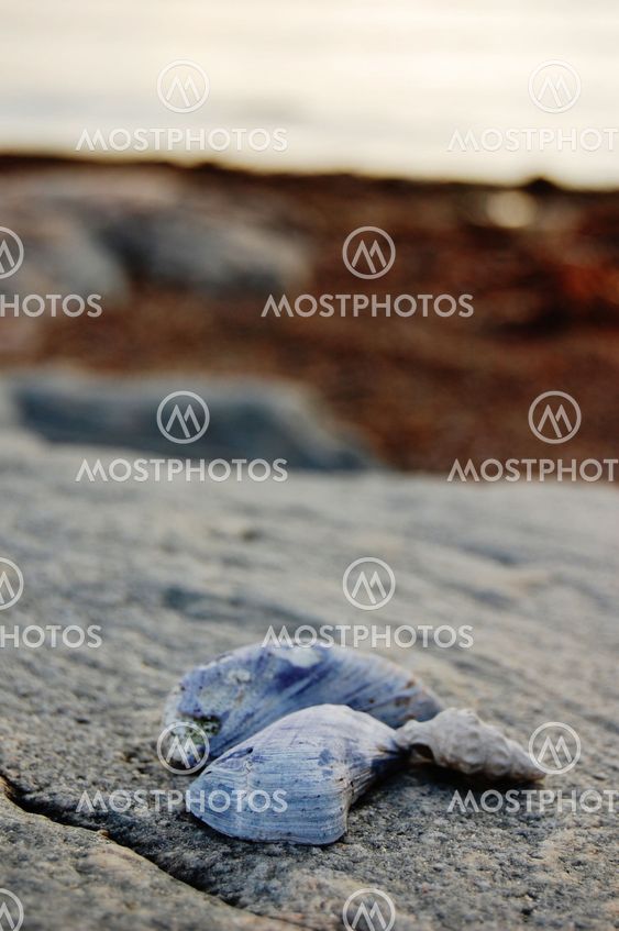 Jetsam