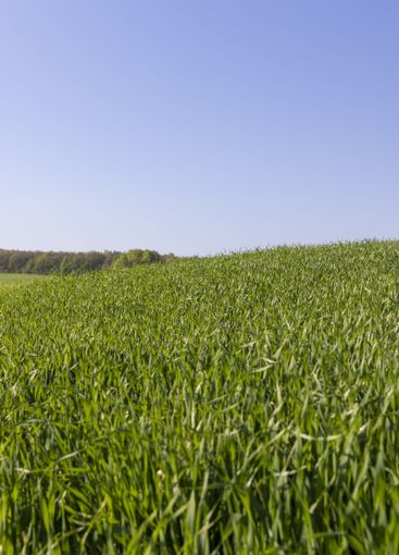 a green wheat field in the spring season