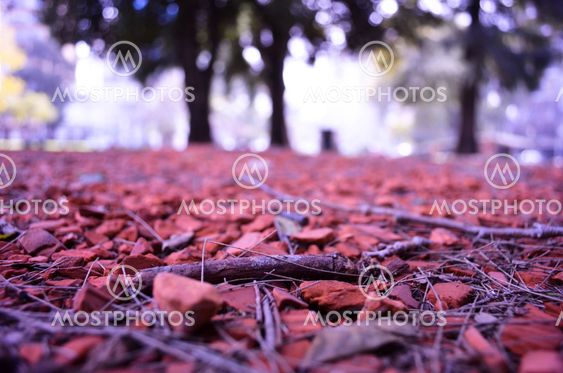 Red Park
