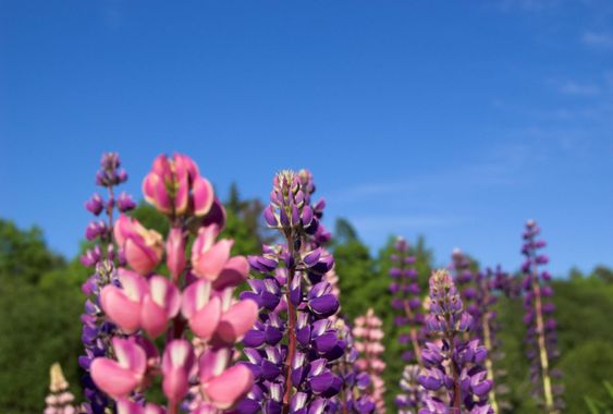 Colourful Lupins 3