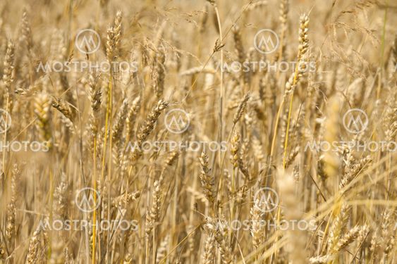 wheat field