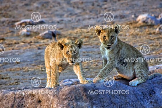 two lion cubs looking at me at etosha national park namibia africa