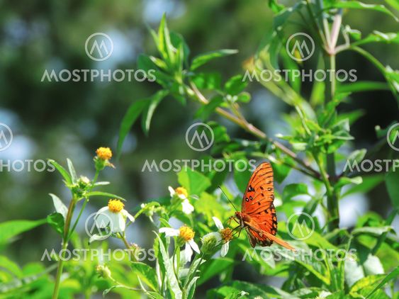 Gulf Fritillary (Agraulis vanillae) Butterfly