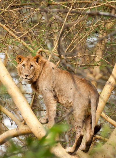 Lion Standing in Tree