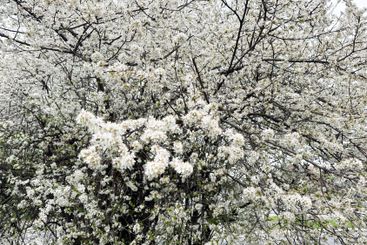 White blossoms covering tree branches in a spring season...