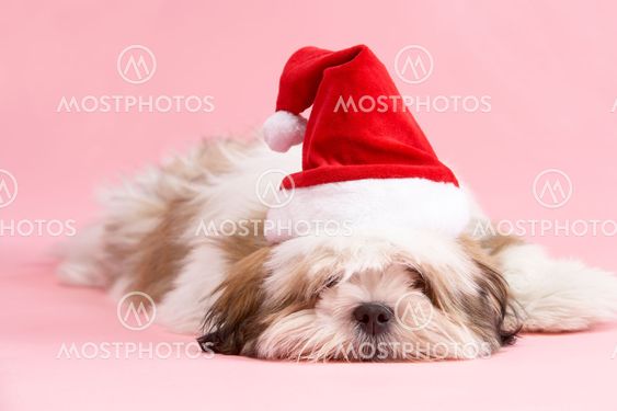 Lhasa Apso Dog Wearing Santa Hat