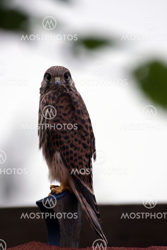 Young falcon