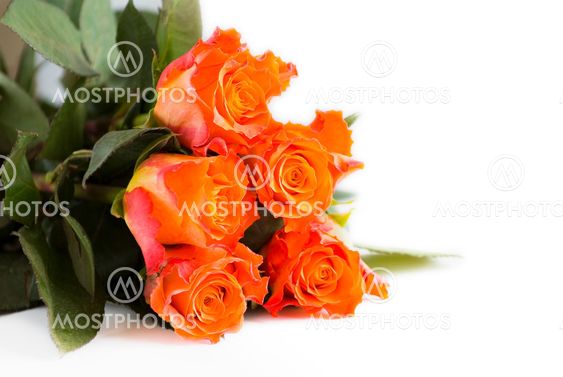 Orange roses on white background horizontal