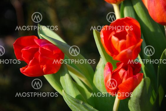 Detail of tulips bouquet