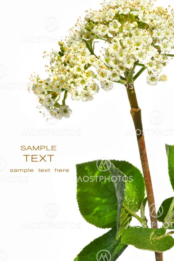 Vilda botaniska blomma