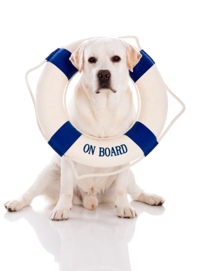 Labrador dog with a sailor buoy