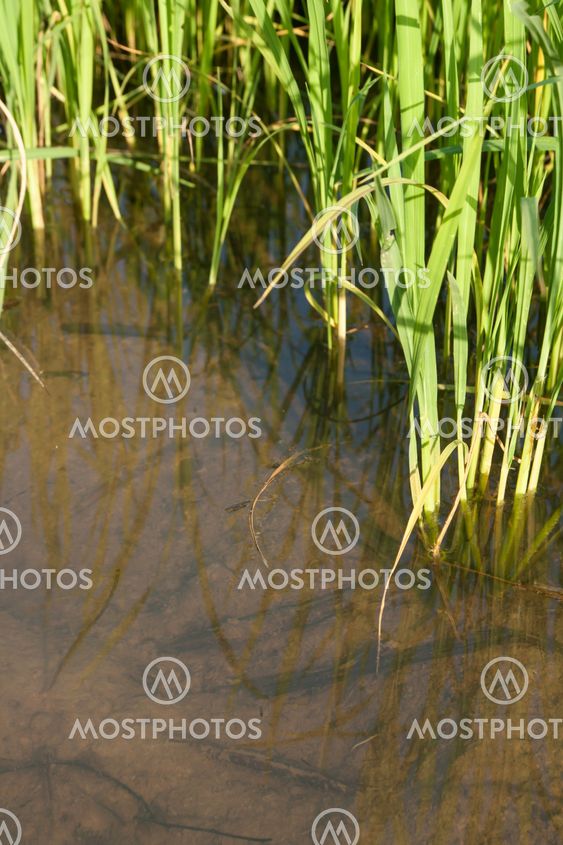 Seedlings of rice growing in paddy fields with water