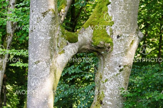 Beech Tree Trunks Conjoined, Inosculation